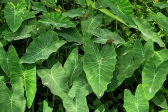 A taioba é uma PANC repleta de benefícios para o organismo, oferecendo vitaminas e minerais essenciais à saúde