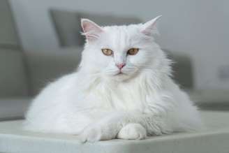 Alguns gatos chamam atenção pela pelagem branca