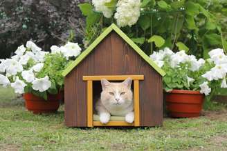 Gatos domésticos e felinos selvagens apresentam diferenças marcantes