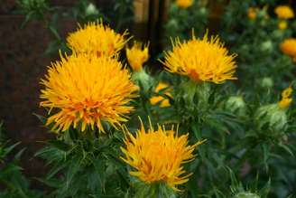 O cártamo contém ácido linoleico, um tipo de ômega 6 que o corpo humano não consegue produzir sozinho