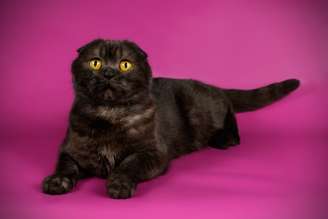 Os gatos pretos costumam transmitir imponência e sofisticação