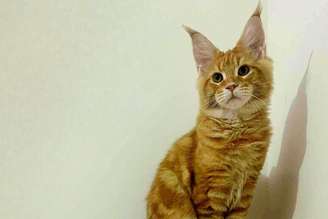 Un cucciolo di 'Maine Coon' è il gatto più bello del mondo