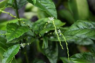 A guiné é uma planta de porte médio que pode auxiliar a saúde do organismo com seus benefícios