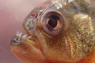 Altas temperaturas favorecem aparecimento de piranhas nas margens do rio Victoria, na Argentina