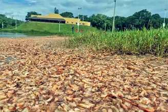 No dia 4 de janeiro de 2026, funcionários da Prefeitura de Igaraçu do Tietê, no interior de São Paulo, realizaram a retirada de uma enorme quantidade de camarões encontrados mortos na prainha do município. 