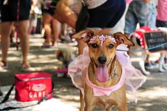 Acessórios adequados, hidratação reforçada e respeito aos limites de cada animal são fundamentais para curtir a festa