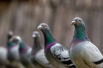 Os pombos são bem adaptados à vida urbana e estão ocupando o lugar de espécies locais em todo o mundo: nas últimas sete décadas, as mudanças na biodiversidade da vida na Terra provocadas pela ação humana se intensificaram dramaticamente Wirestock Creators / shutterstock