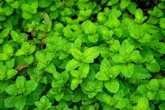 A hortelã é uma planta com propriedades medicinais benéficas à saúde