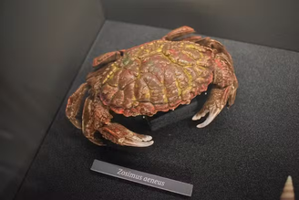 Caranguejo do diabo – Domínio público