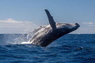 As baleias-jubarte são famosas por suas acrobacias e chamam a atenção por sua inteligência
