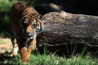 Autoridades identificam cinomose canina e infecção bacteriana respiratória em parque no norte do país