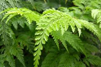 As plantas ajudam a dar vida aos ambientes