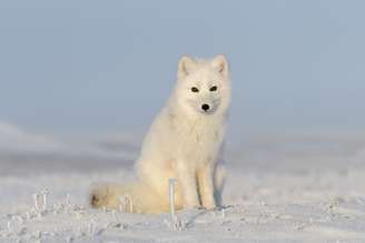 A raposa-do-ártico é considerada um dos mamíferos mais resistentes ao frio