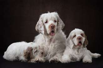 O clumber spaniel chama atenção pelo corpo alongado, baixo e robusto