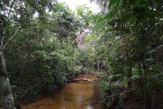 Os cursos d'água cercados de vegetação dos igarapés sustentam a alta diversidade de insetos, peixes e microrganismos da Amazônia. A retirada da vegetação ciliar reduz a entrada de folhas e matéria orgânica nos corpos d’água, prejudicando o ciclo de vida dos insetos e desequilibrando a cadeia alimentar.