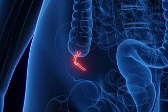 A maioria das pessoas só toma conhecimento do apêndice quando ele está inflamado e prestes a romper, mas estrutura é fundamental na evolução dos mamíferos, tendo se desenvolvido de maneira independente 32 vezes em 361 espécies diferentes Sebastian Kaulitzki/Science Photo Library via Getty Images