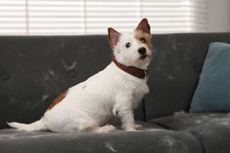 Ter pelos de animais pela casa é natural, mas alguns cuidados simples podem ajudar a reduzi-los