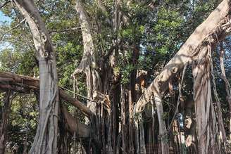 Árvore tem 162 anos e é um símbolo natural de Palermo