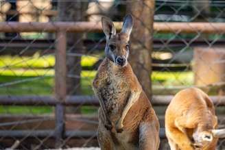 Zoológico de São Paulo recebe cangurus-vermelhos nascidos no Texas. Animais integrarão ações de educação ambiental.