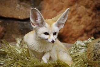 O feneco possui características físicas e comportamentais que o tornam extremamente interessante