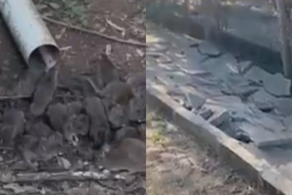 Infestação de ratos assusta moradores e 'implode' calçada em cidade do RS