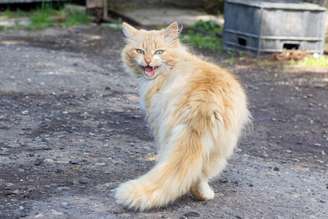 O miado é uma das formas que os gatos utilizam para se comunicar com os humanos no dia a dia