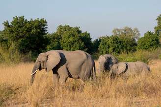 Idosa foi alvo de um ataque de elefante