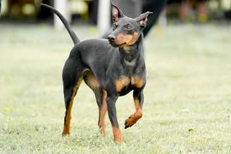 O manchester terrier é uma raça britânica conhecida por seu porte compacto e aparência marcante