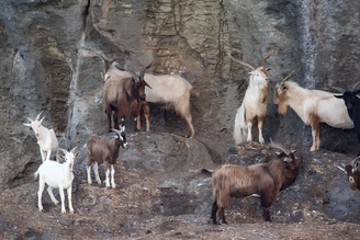 As famosas cabras da Ilha de Santa Bárbara, no Arquipélago de Abrolhos: animais foram deixados lá pela primeira por navegadores há mais de 200 anos, e foram retiradas definitivamente em 2025. Apesar de comum, a presença de cabras invasoras em ilhas compacta o solo e acelera a erosão, deixando marcas que permanecem mesmo após o desaparecimento dos rebanhos.