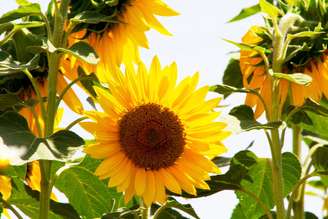 Confira qual é a planta do seu signo