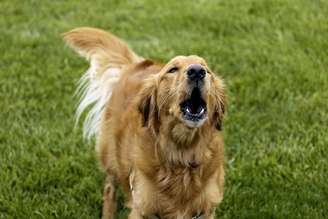 Os latidos podem transmitir diferentes mensagens, como alerta, medo, excitação ou necessidade de atenção