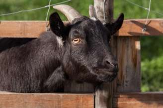 Embora sejam visualmente semelhantes para um olhar destreinado e sejam comuns na criação rural, ovelhas, cabritos, carneiros, cordeiros, cabras e bodes apresentam diferenças mais simples do que se imagina. Veja a seguir!