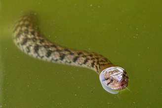 Uma cobra nadando na água