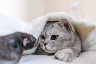 Apesar do instinto natural de caça, o contato com ratos pode colocar a saúde dos felinos em risco