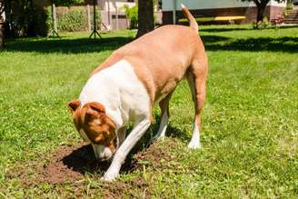 O hábito de enterrar a comida está profundamente ligado aos instintos do cachorro