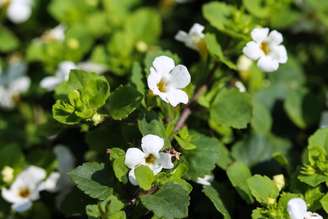 A utilização da Bacopa monnieri pode contribuir para mais disposição e foco no dia a dia