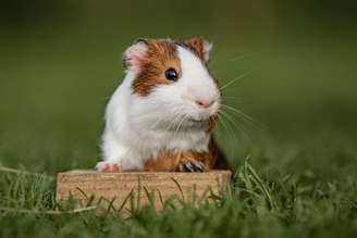 O porquinho-da-índia têm comportamentos e características bastante curiosos