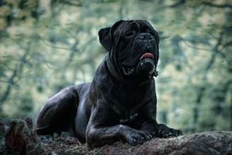 Além da beleza, essas raças se destacam pela lealdade e pelo instinto protetor
