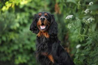 O setter gordon combina força física com elegância e é valorizado também por ser um ótimo companheiro