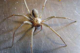 Embora raramente seja agressiva, a aranha-violinista e outras reclusas de seu gênero são conhecidas pelos danos que seu veneno pode causar a pessoas. Lisa Zins/Flickr, CC BY-SA