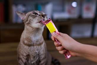 Atenção tanto na escolha quanto na forma de oferecer os petiscos é essencial para a saúde dos pets