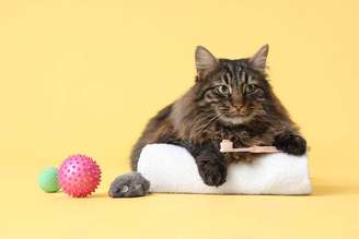 O tártaro pode ser perigoso para a saúde dos pets