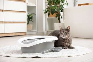 Pequenos cuidados ajudam a manter gatos mais seguros, ativos e felizes