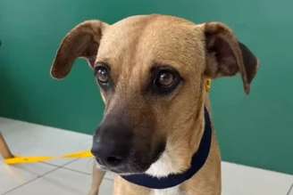 Costelinha, cachorro que deixou as ruas para morar na Suíça