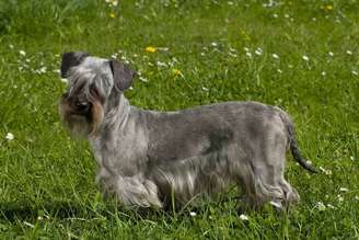 Calmo e gentil, o cesky terrier é um ótimo cachorro de companhia