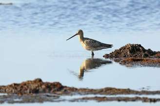 maçarico-de-cauda-barrada,_wildbeimwild