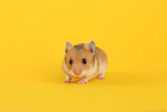 Os hamsters têm uma série de comportamentos complexos e interessantes
