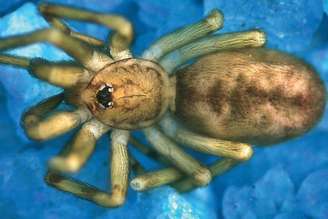 Divulgação/Leonardo Delgado-Santa