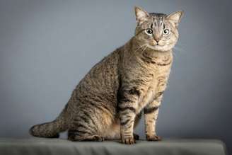 Gatos com pelagem tigrada chamam atenção por seu visual marcante e elegante