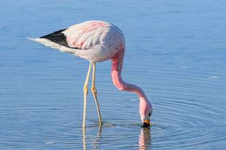 Os hábitos alimentares dos animais na natureza variam bastante de acordo com a espécie